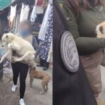Maltrato animal en Ecatepec